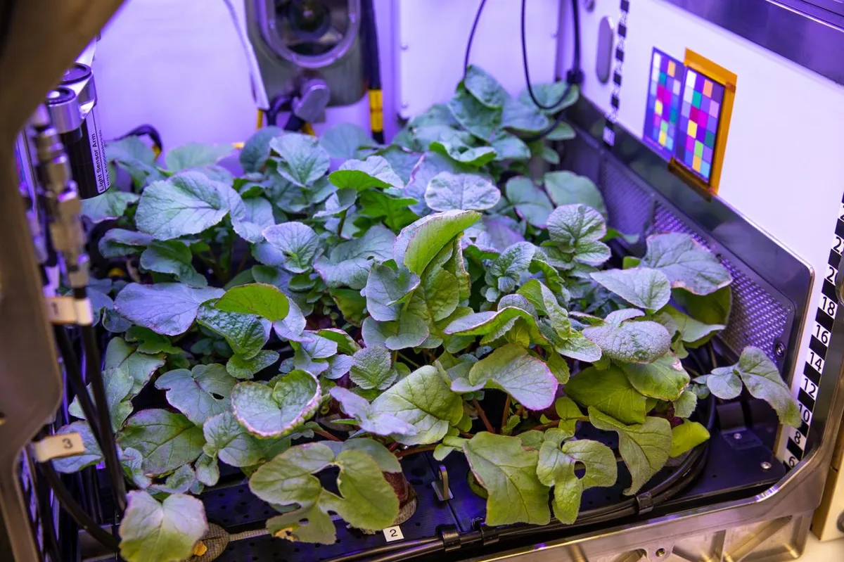 Ilustração de astronautas e plantas em ambiente espacial